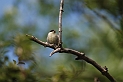Coal tit juvenile - G